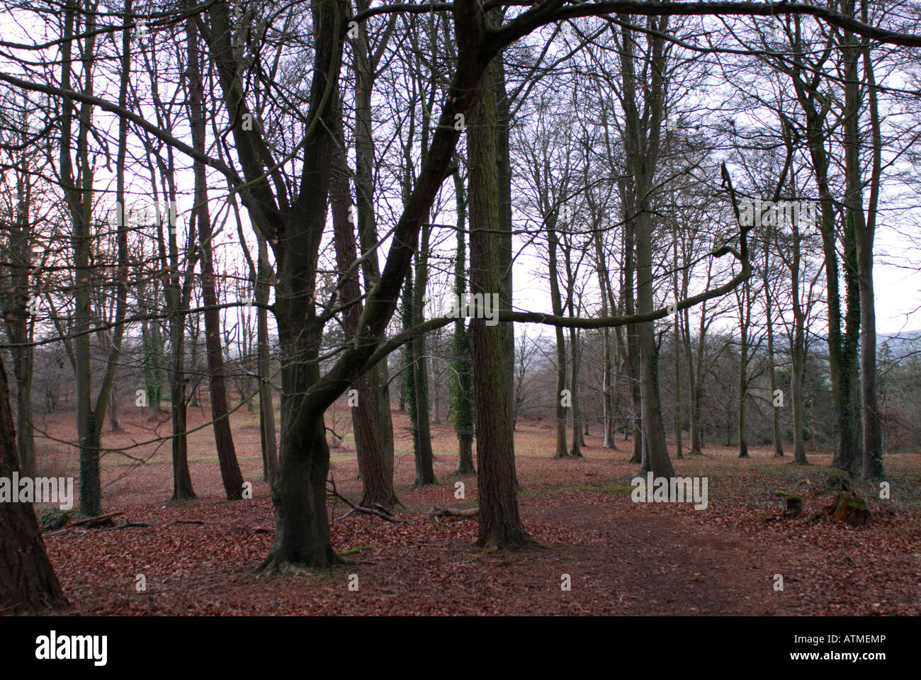 woodland on Dolbury Hill near Killerton in Devon Stock Photo