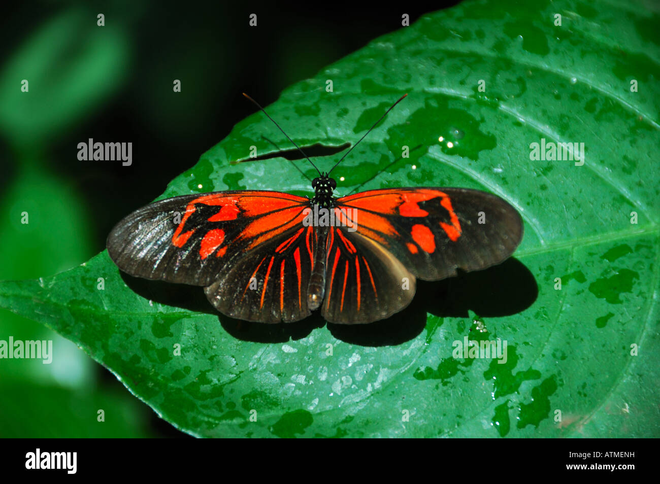 A black and red butterfly on a green leaf. Stock Photo