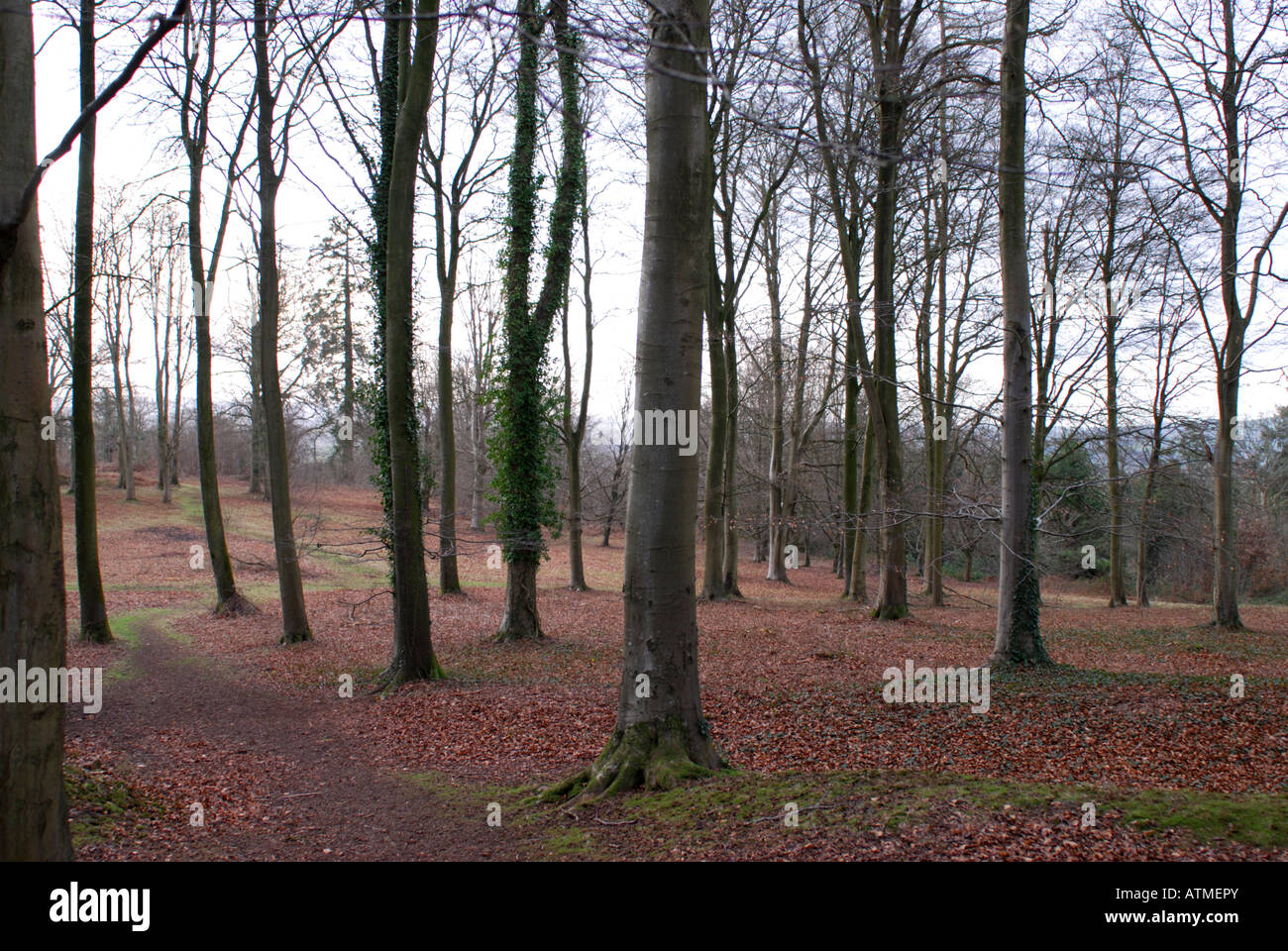 woodland on Dolbury Hill near Killerton in Devon Stock Photo