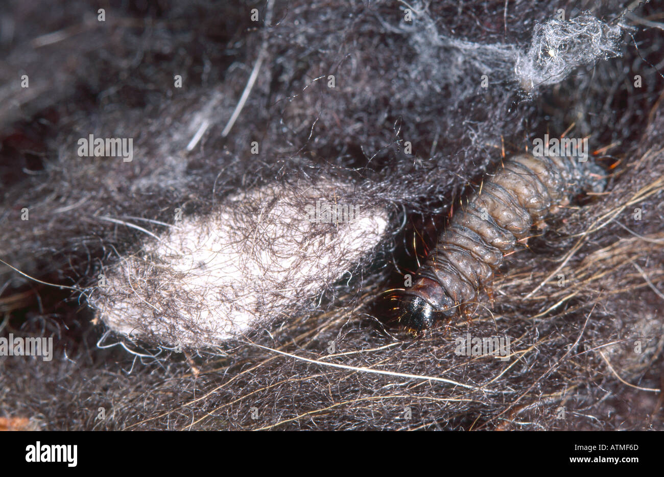 Clothes moth larva and cocoon Stock Photo