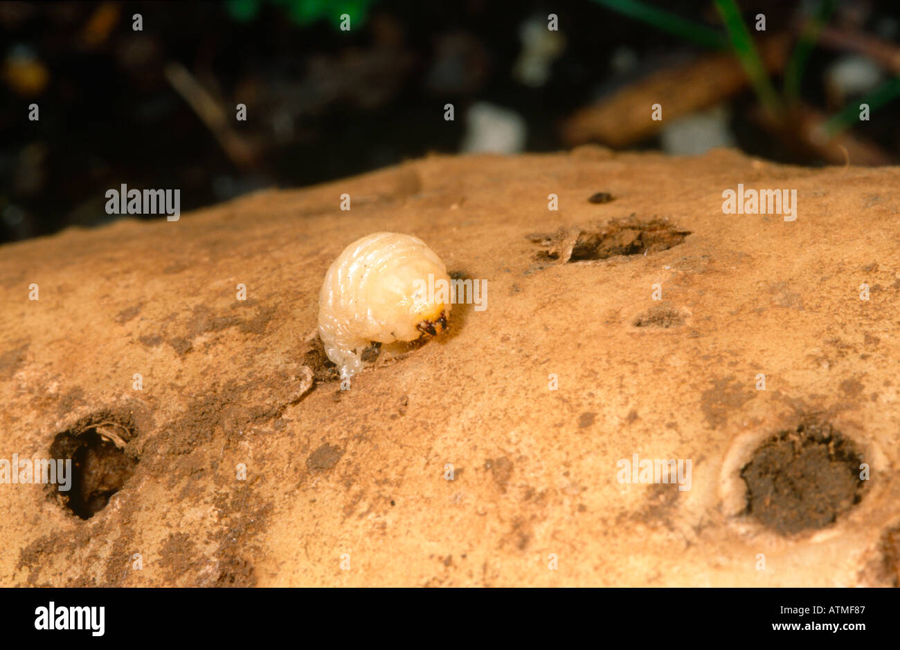 Whitefringed weevil grub in potato tuber Stock Photo 3035014 Alamy