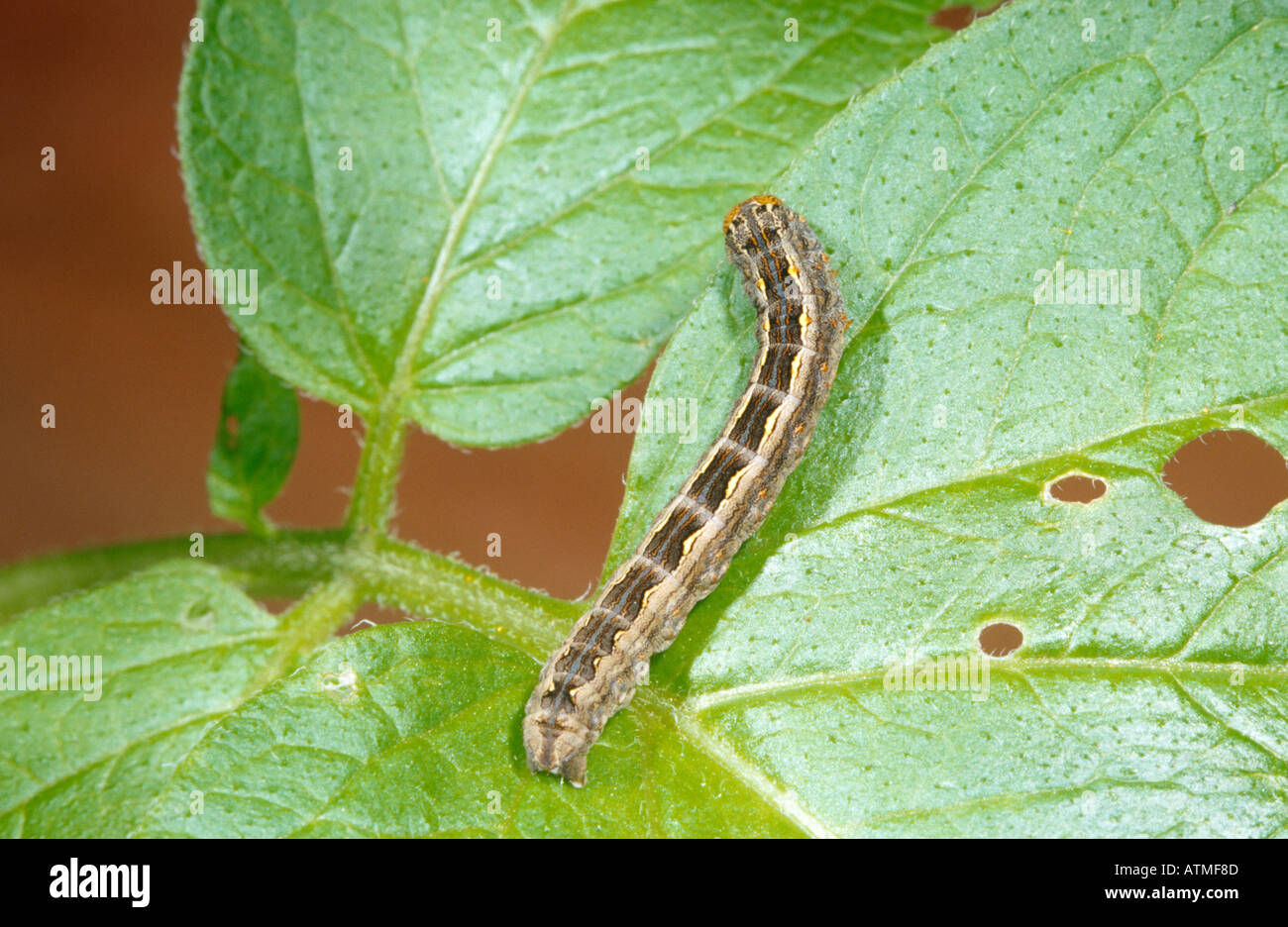 Caterpillar on potato leaf Stock Photo