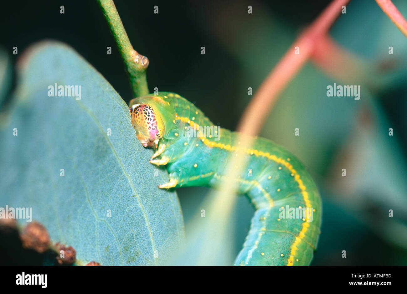 Peppermint looper caterpillar eating gum leaves Stock Photo Alamy