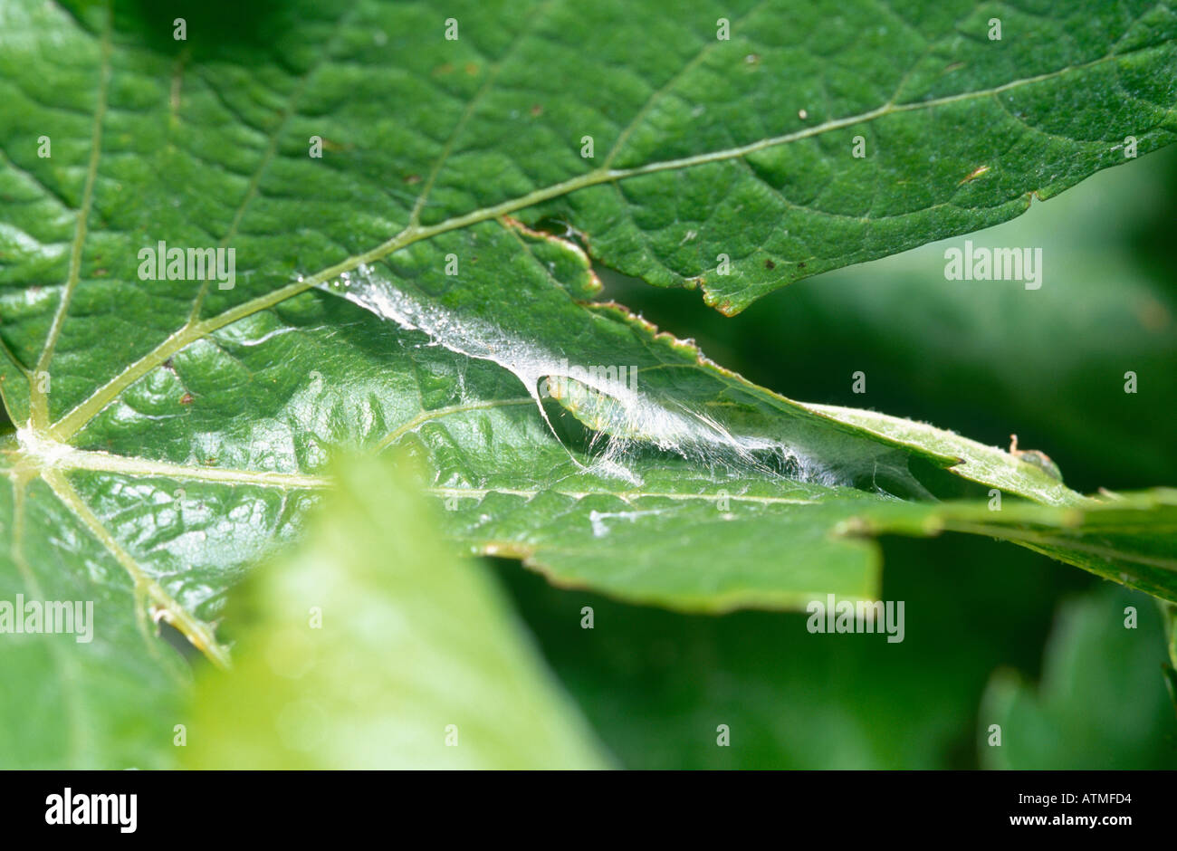 Lightbrown apple moth caterpillar making webbing shelter on grapevine leaf Stock Photo