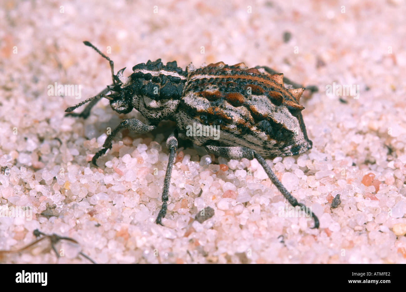 Demwazel Insect Desert Weevil Combined Plant–beetle Life Cycles. (A) Illustration Of
