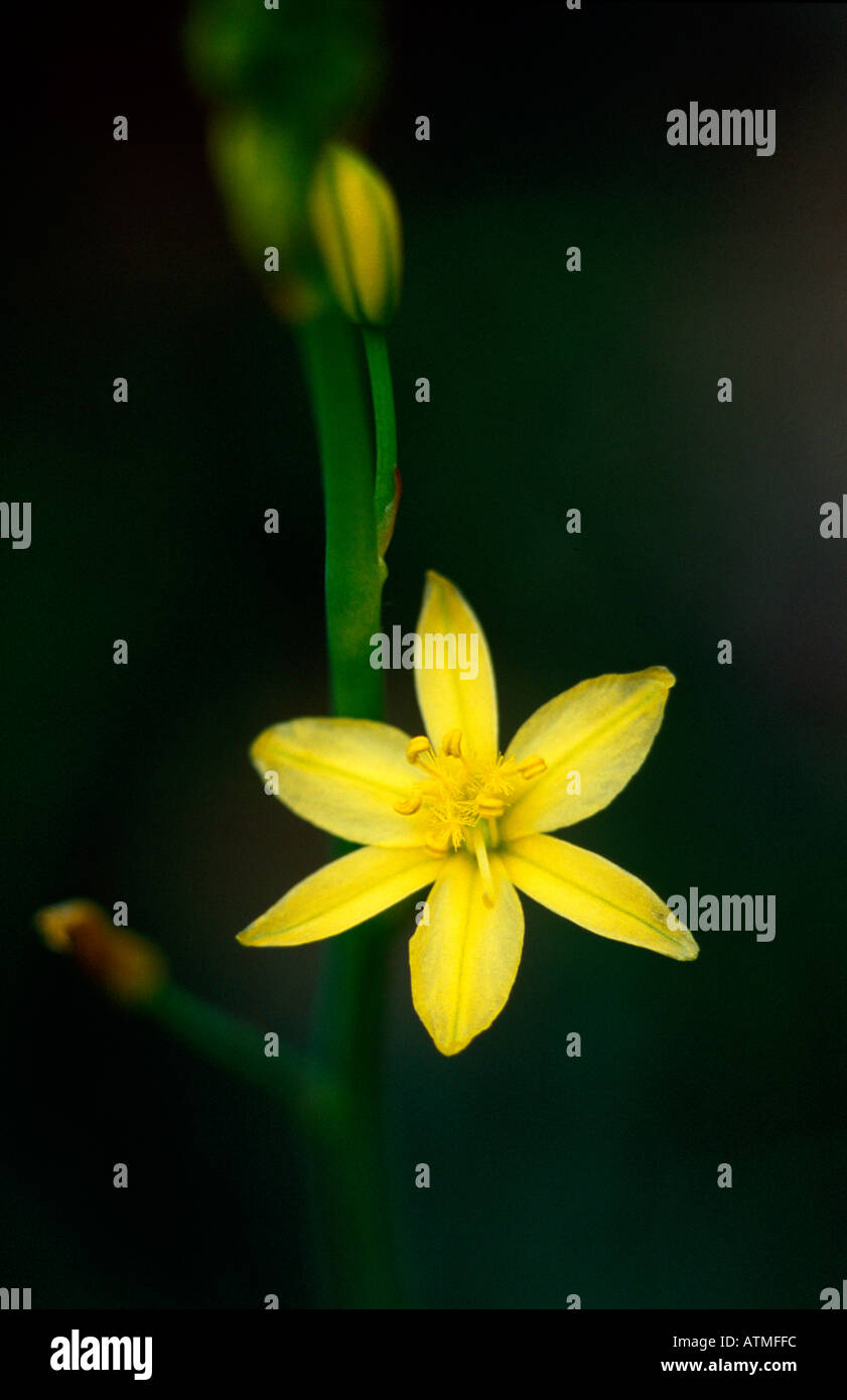Yellow bulbine lily flower Stock Photo