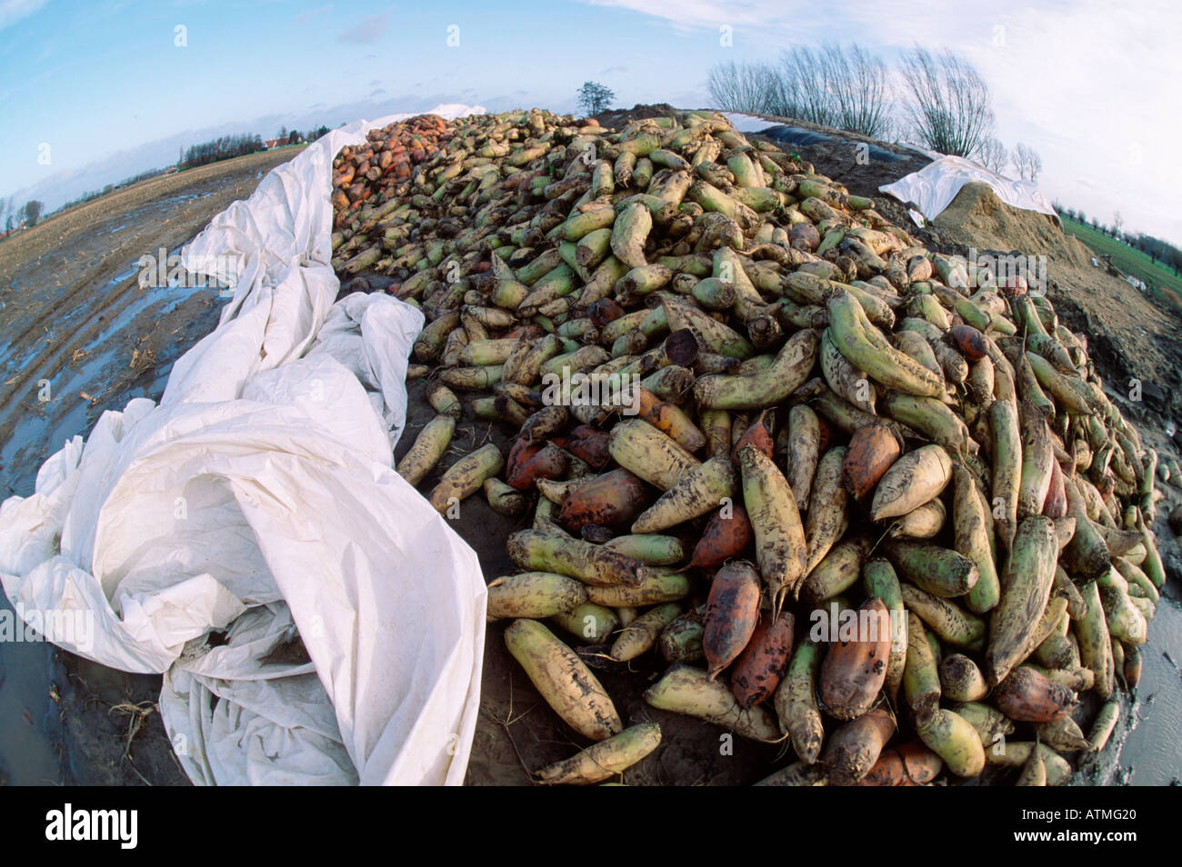 Beet Stock Photo