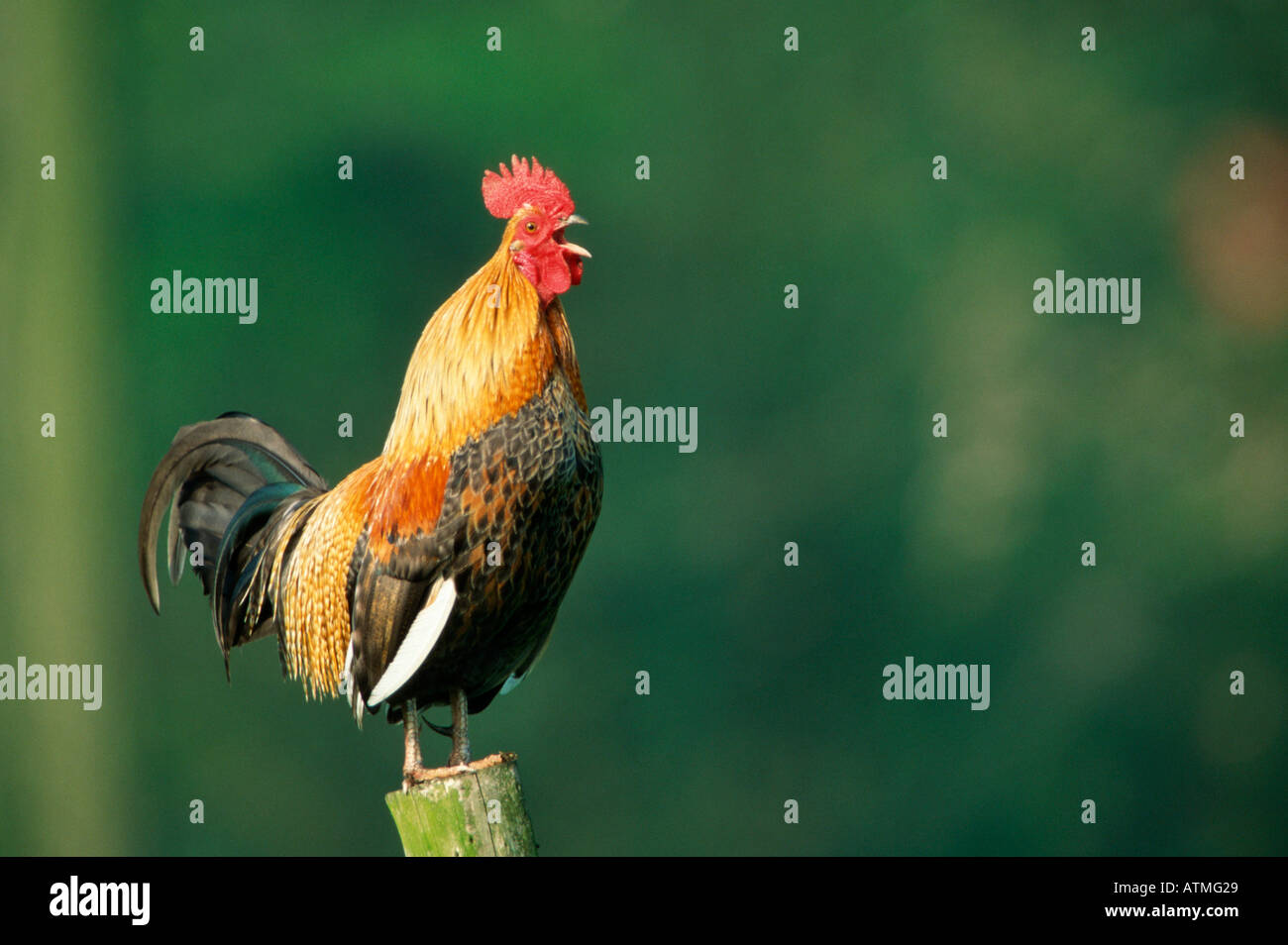 Domestic Fowl / Chicken Stock Photo - Alamy