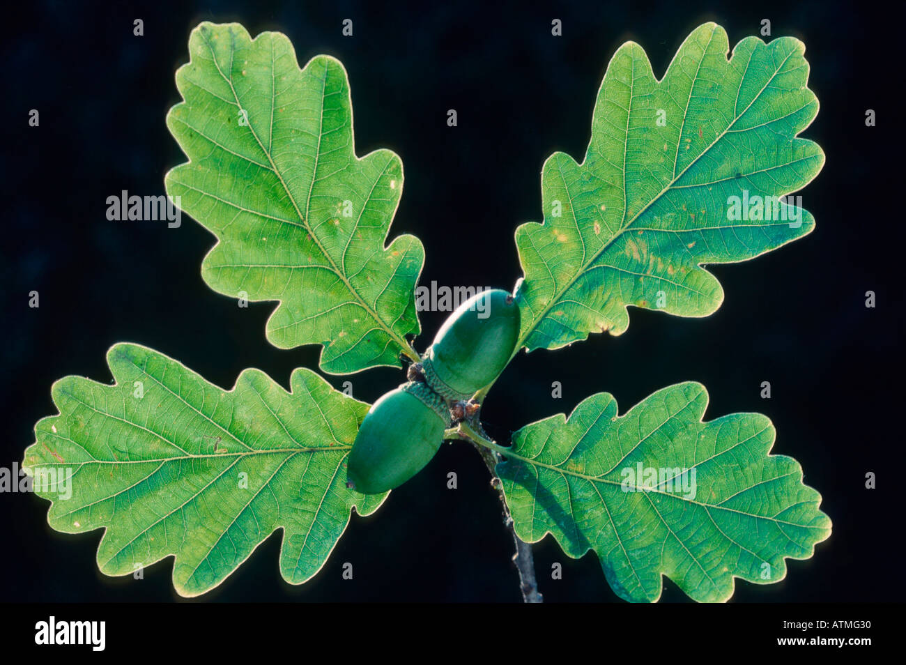 Sessile leaf hi-res stock photography and images - Alamy