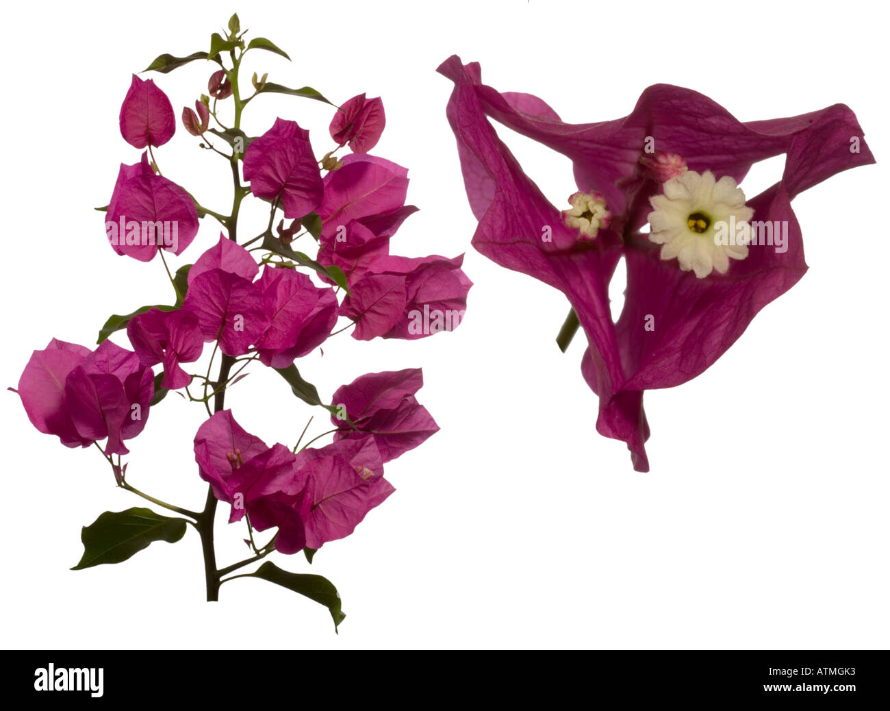 Bougainvillea glabra Cut Out Stock Images & Pictures - Alamy