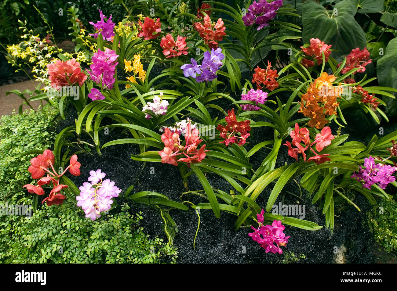 Singapore Botanic Gardens Orchids