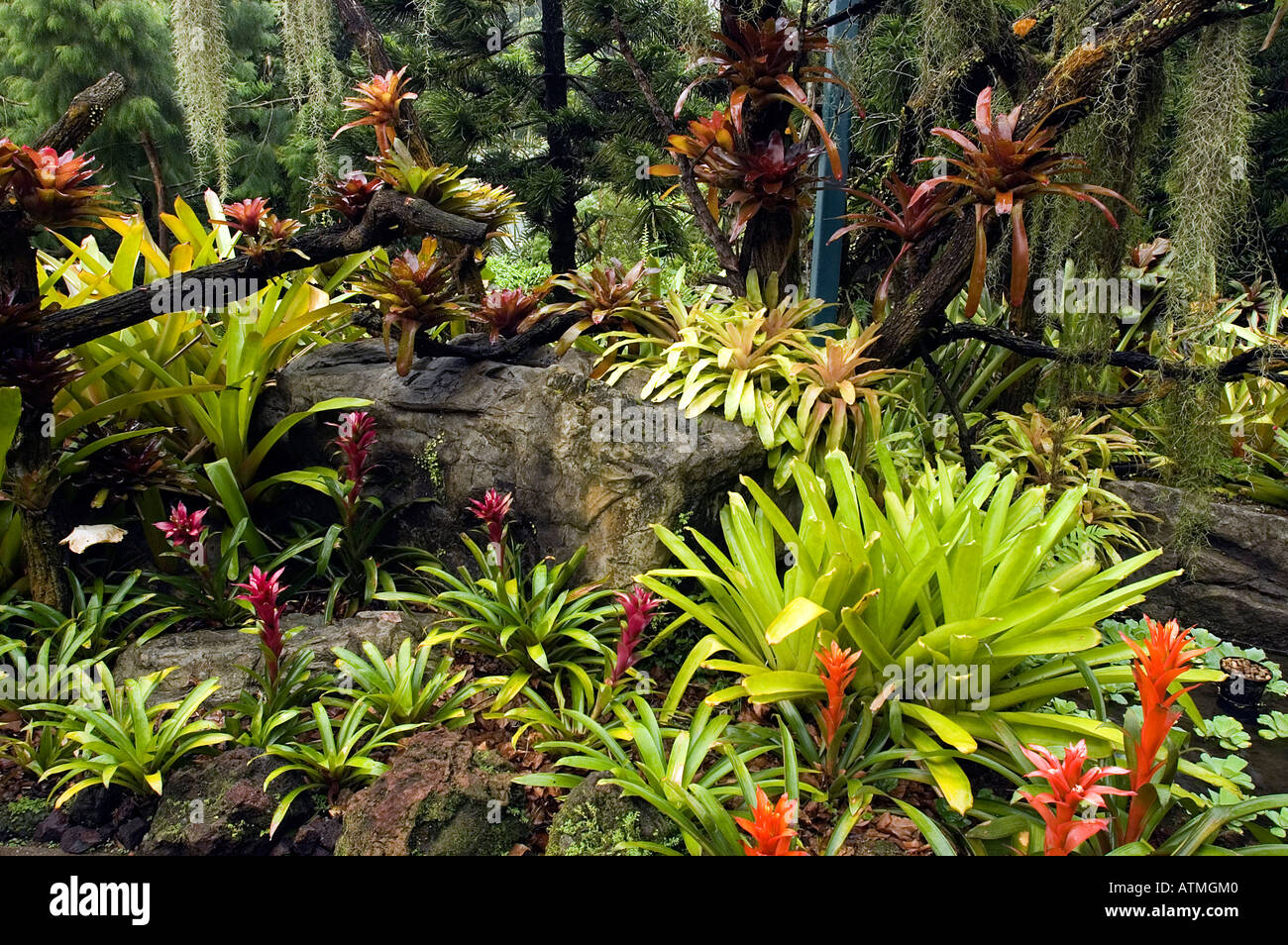 Bromeliads and fern in Royal Botanical Gardens Singapore Stock Photo