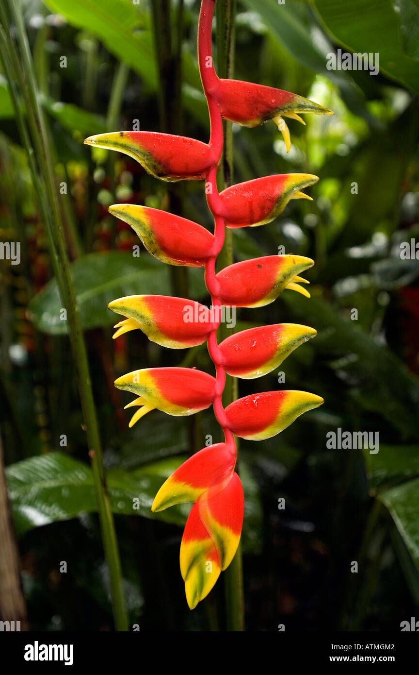 Tropical Heliconia plants in Singapore Botanical Gardens Stock Photo