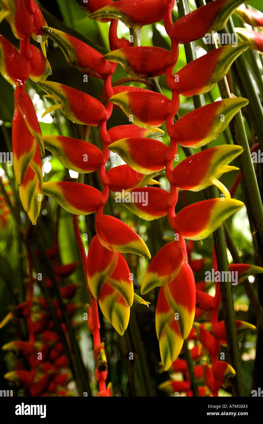 Tropical Heliconia plants in Singapore Botanical Gardens Stock Photo