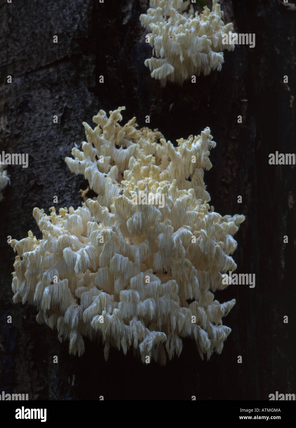 Coral Tooth Hericium coralloides. Attached to decaying Beech trunk Ebernoe Forest England Stock Photo