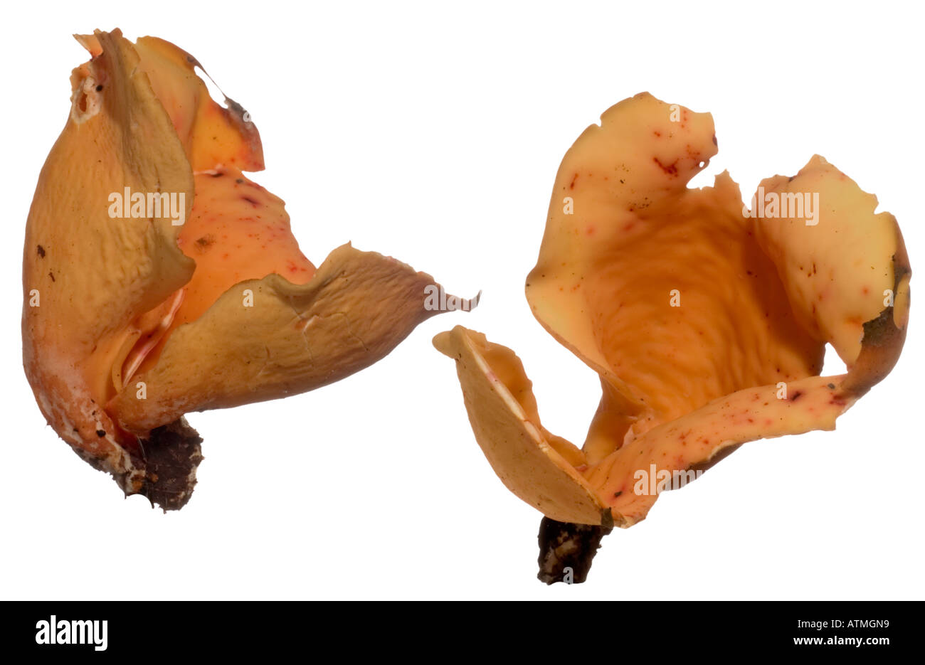 Hare's Ear fungus. Outer inner cup Surrey England September Stock Photo