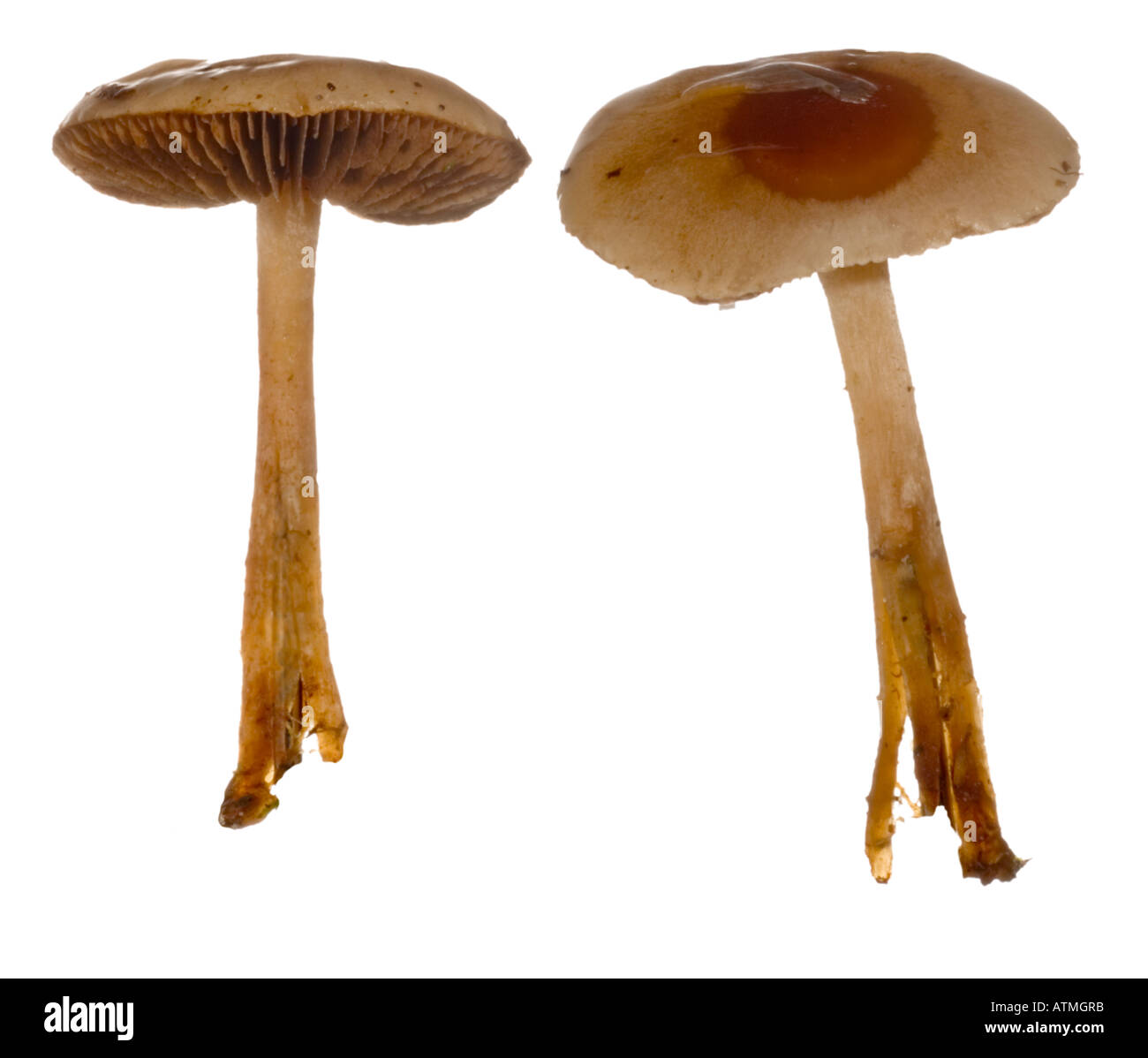 Poison Pie fungus Gills Cap when wet Surrey England October Poisonous Stock Photo