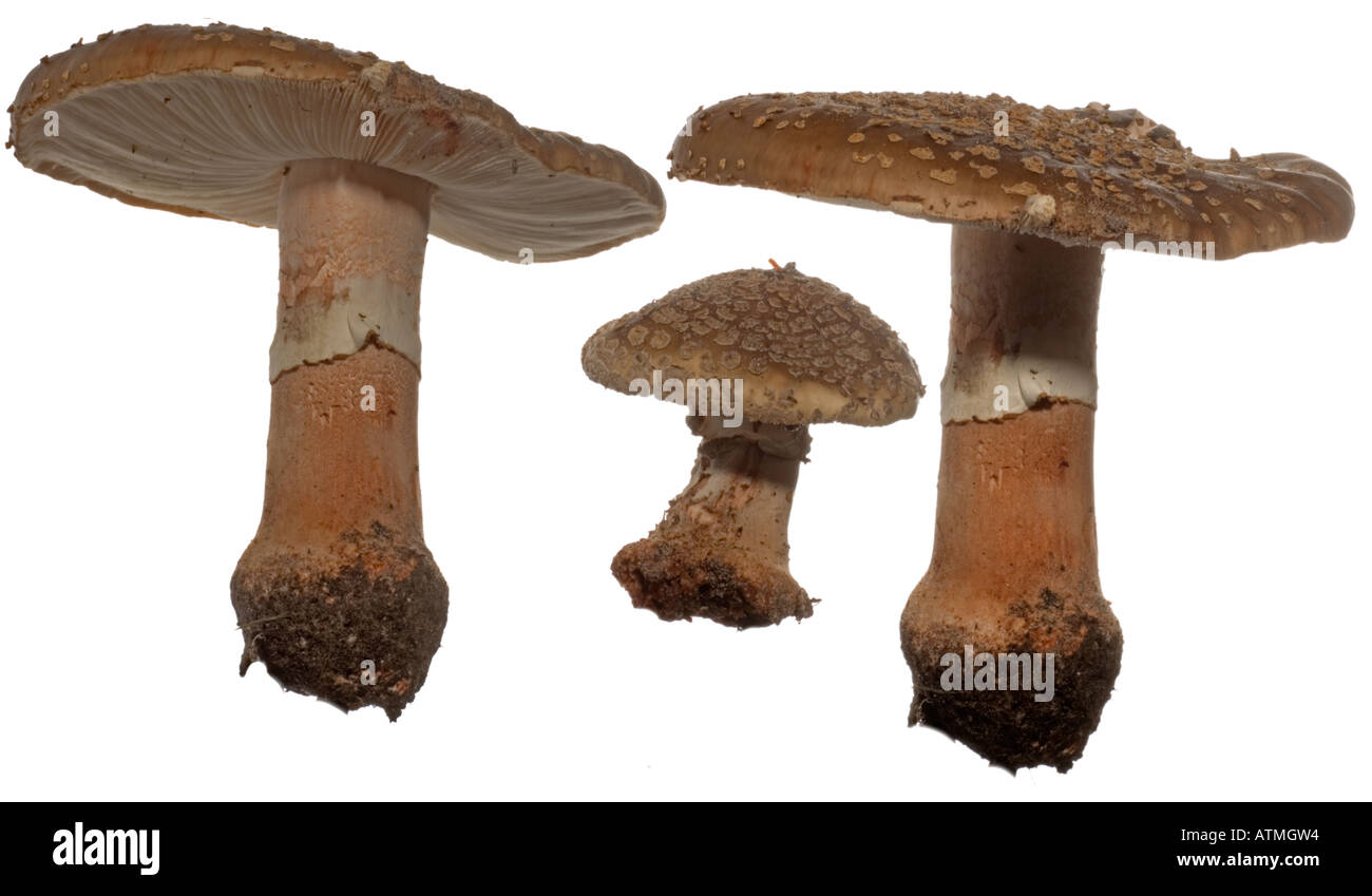 Amanita rubescens fungus cut out hi-res stock photography and images ...