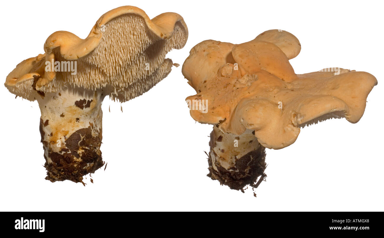 Wood Hedgehog or Hedgehog Fungus Hydnum repandum. Underside spines cap