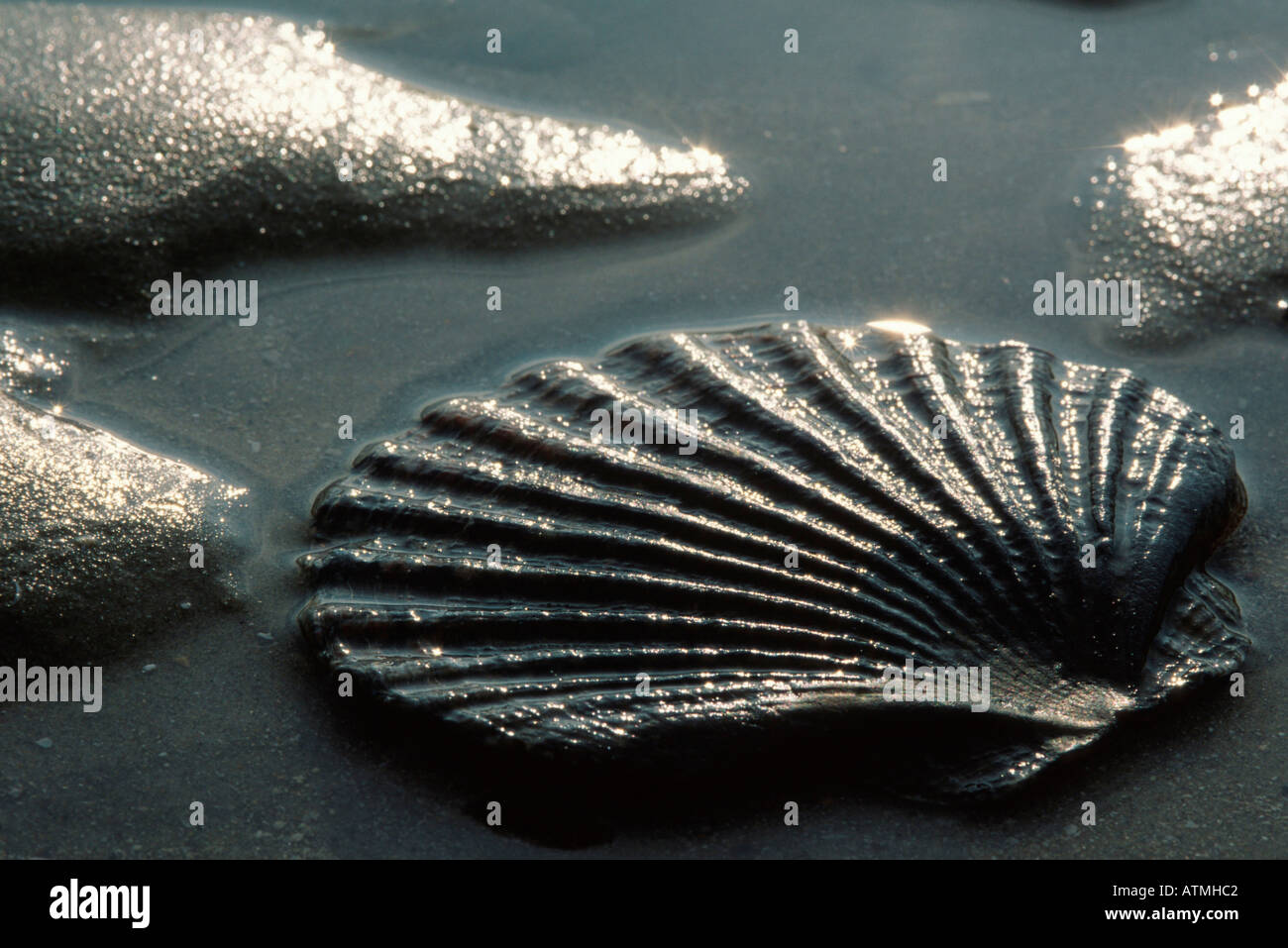 King Scallop / Great Scallop Stock Photo