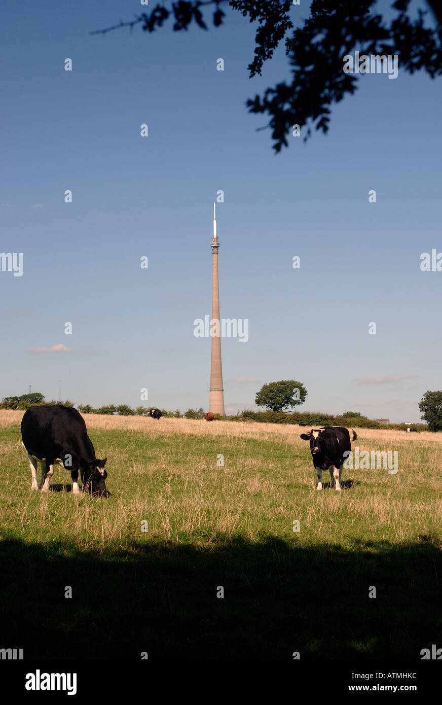 Emly Moor television transmitter in rural setting with cows in foreground, Yorkshire, England, Europe, EU Stock Photo