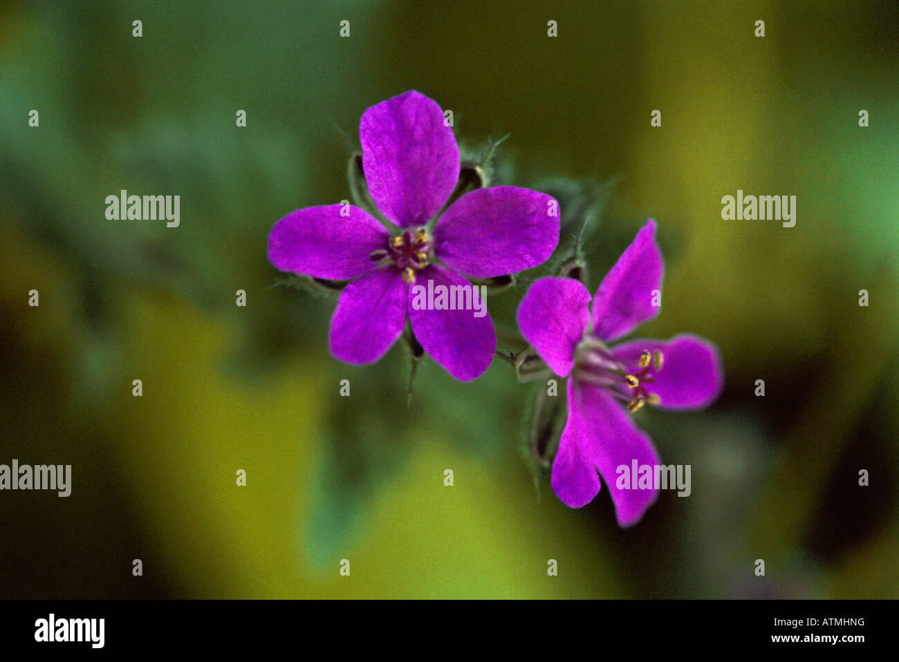 wild purple flowers Stock Photo - Alamy