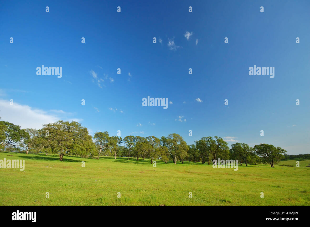 Springtime Countryside Near Yuba city California Stock Photo