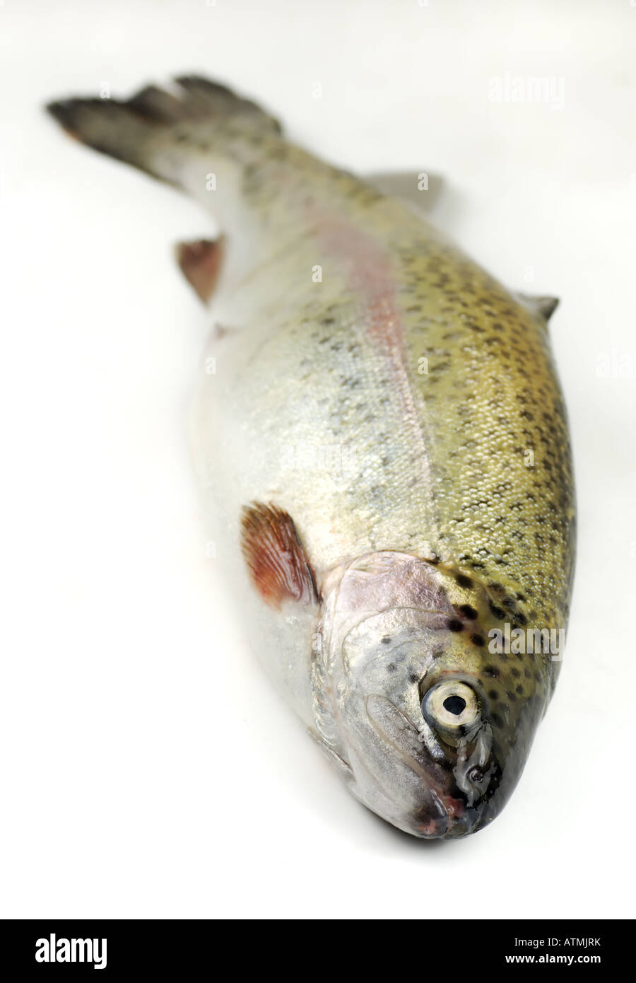 close up of a fresh rainbow trout Stock Photo