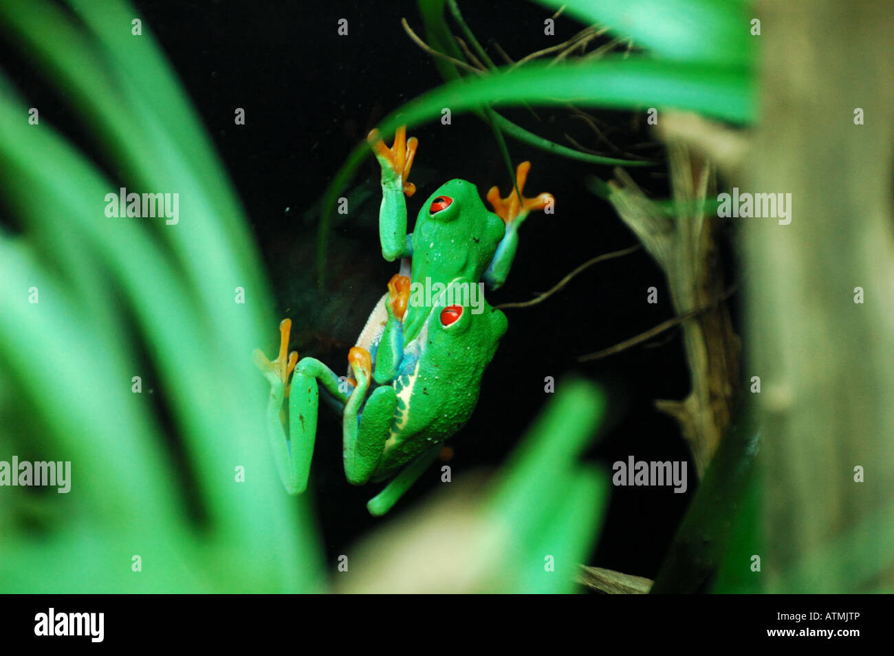 Mating red-eyed green tree frogs. Stock Photo