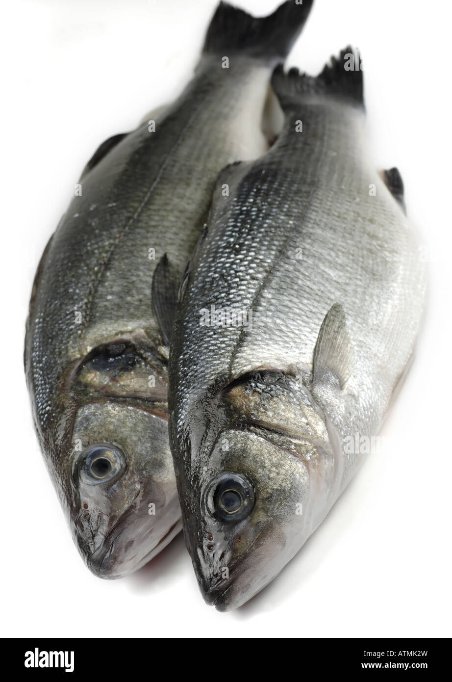two fresh sea bass Stock Photo