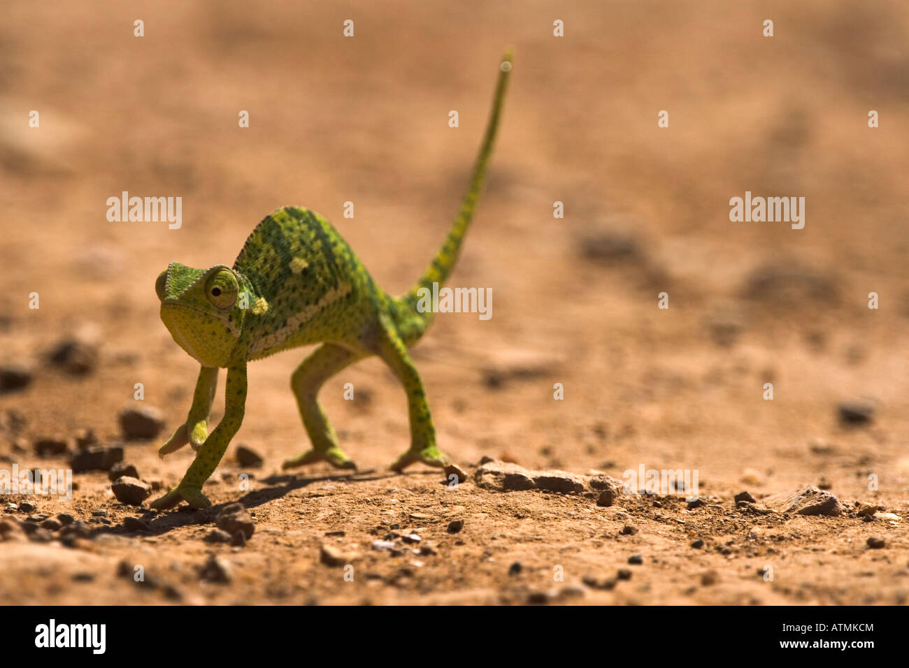 A dwarf chamaeleon Chamaeleon Pumilus Stock Photo