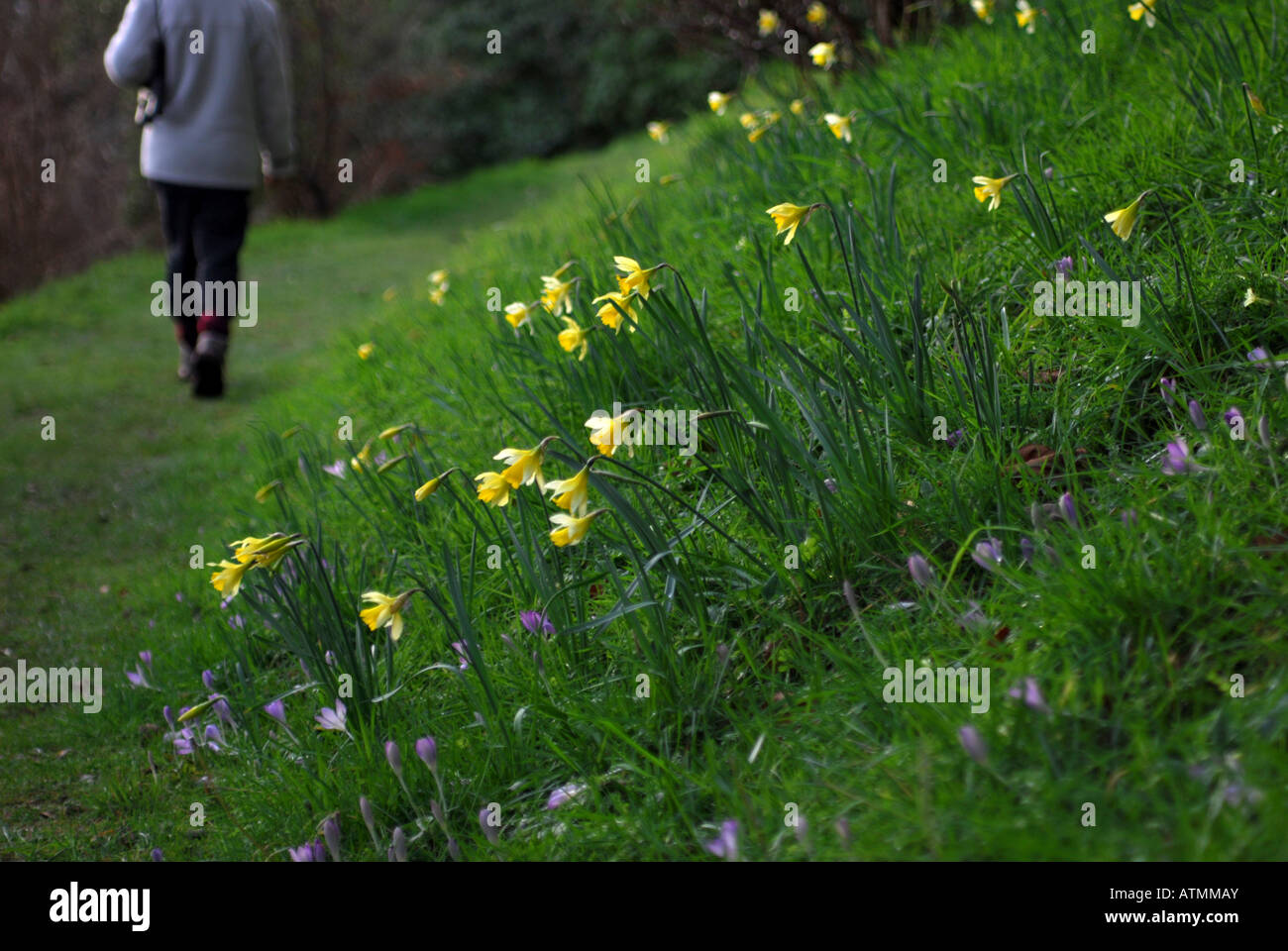 an early spring walk beside a bank of daffodils Stock Photo - Alamy