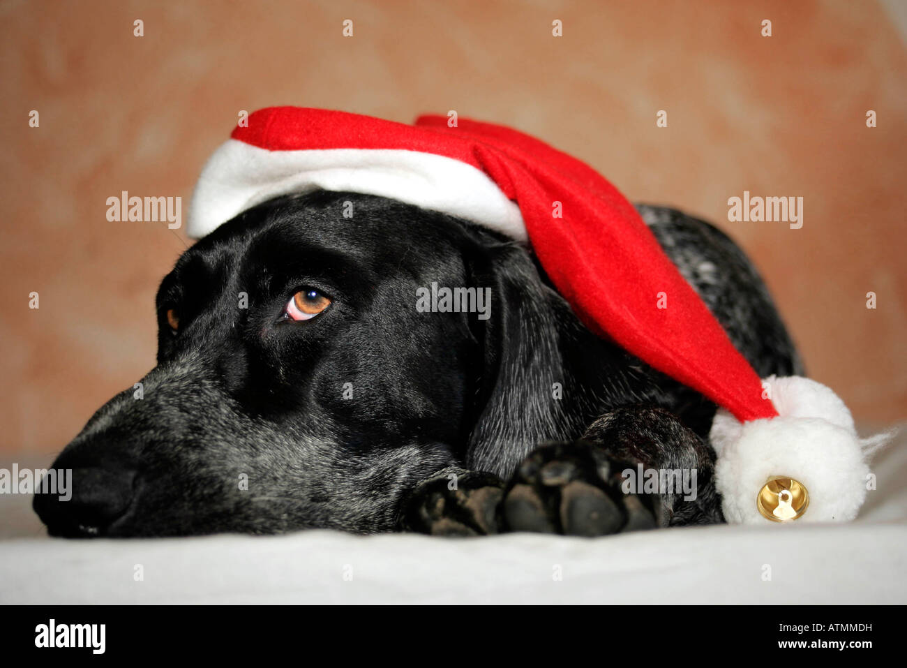 Dog with santa claus hat Stock Photo - Alamy