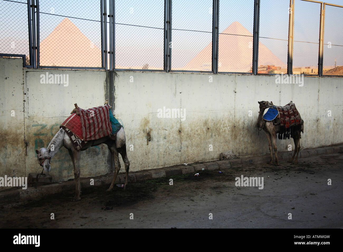 Camels waiting for costumers early in the morning in Giza. Stock Photo