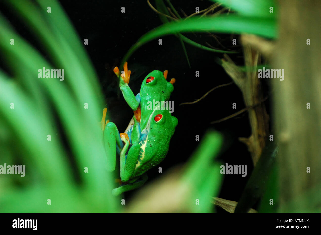 Mating red-eyed tree frogs. Stock Photo