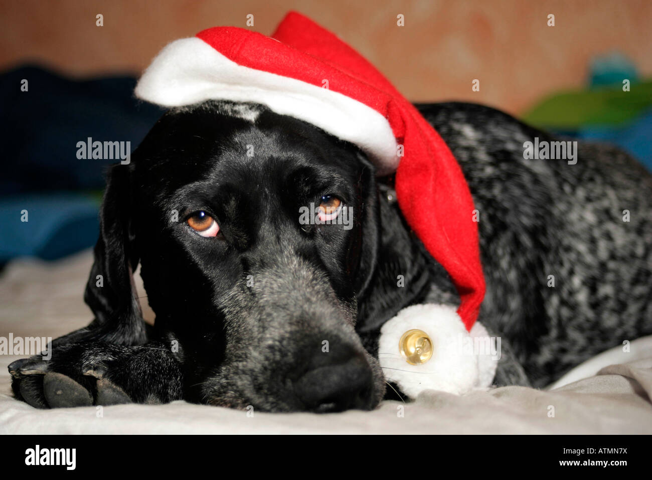 Dog with santa claus hat Stock Photo