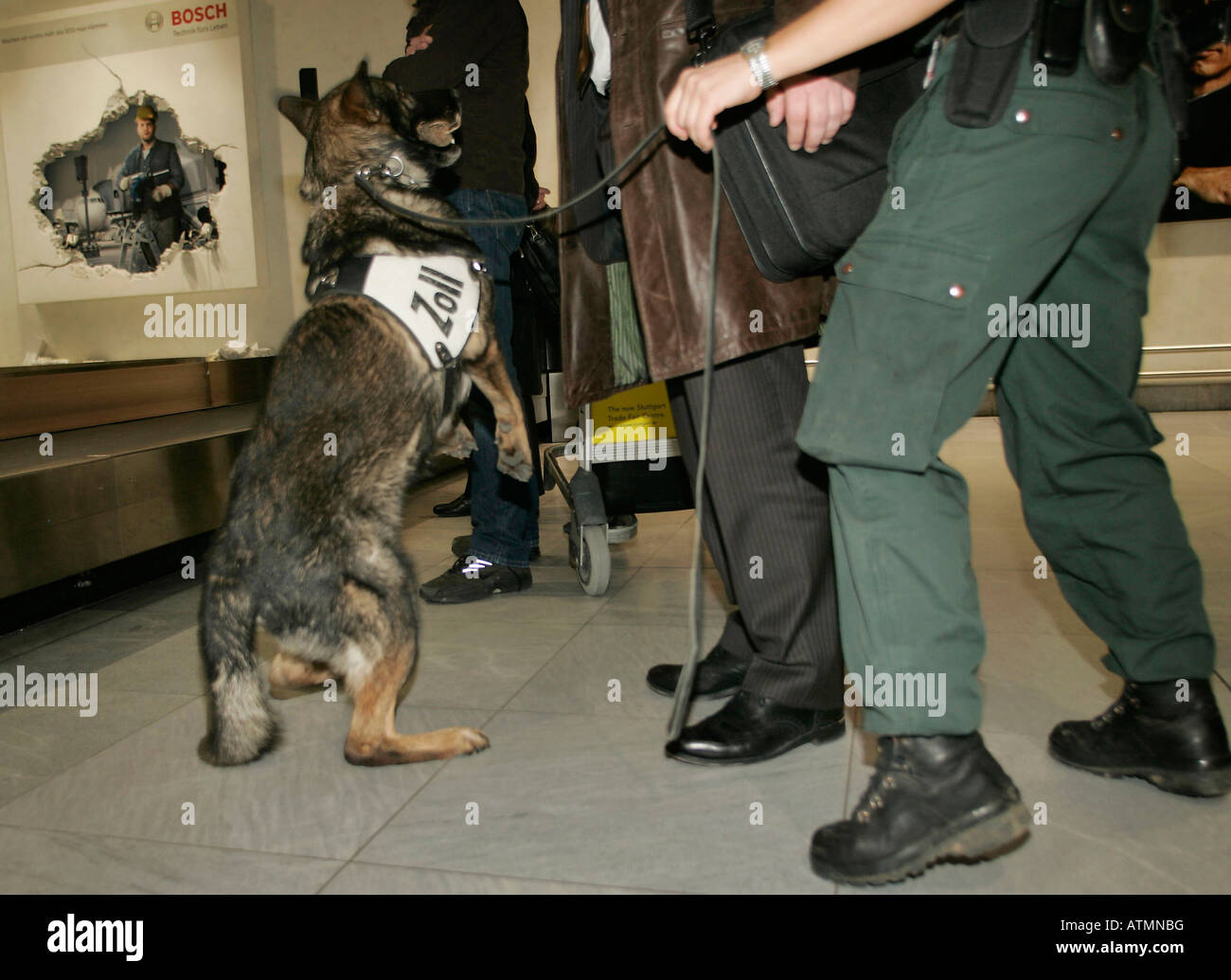dogs of the customs office Stuttgart Airport Stock Photo