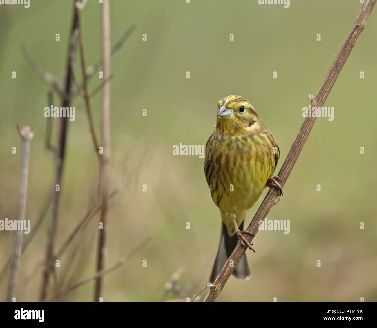 Yellowhammer perched on plant stem on a winter's day on Cannock Chase an Area of Outstanding Natural Beauty Stock Photo