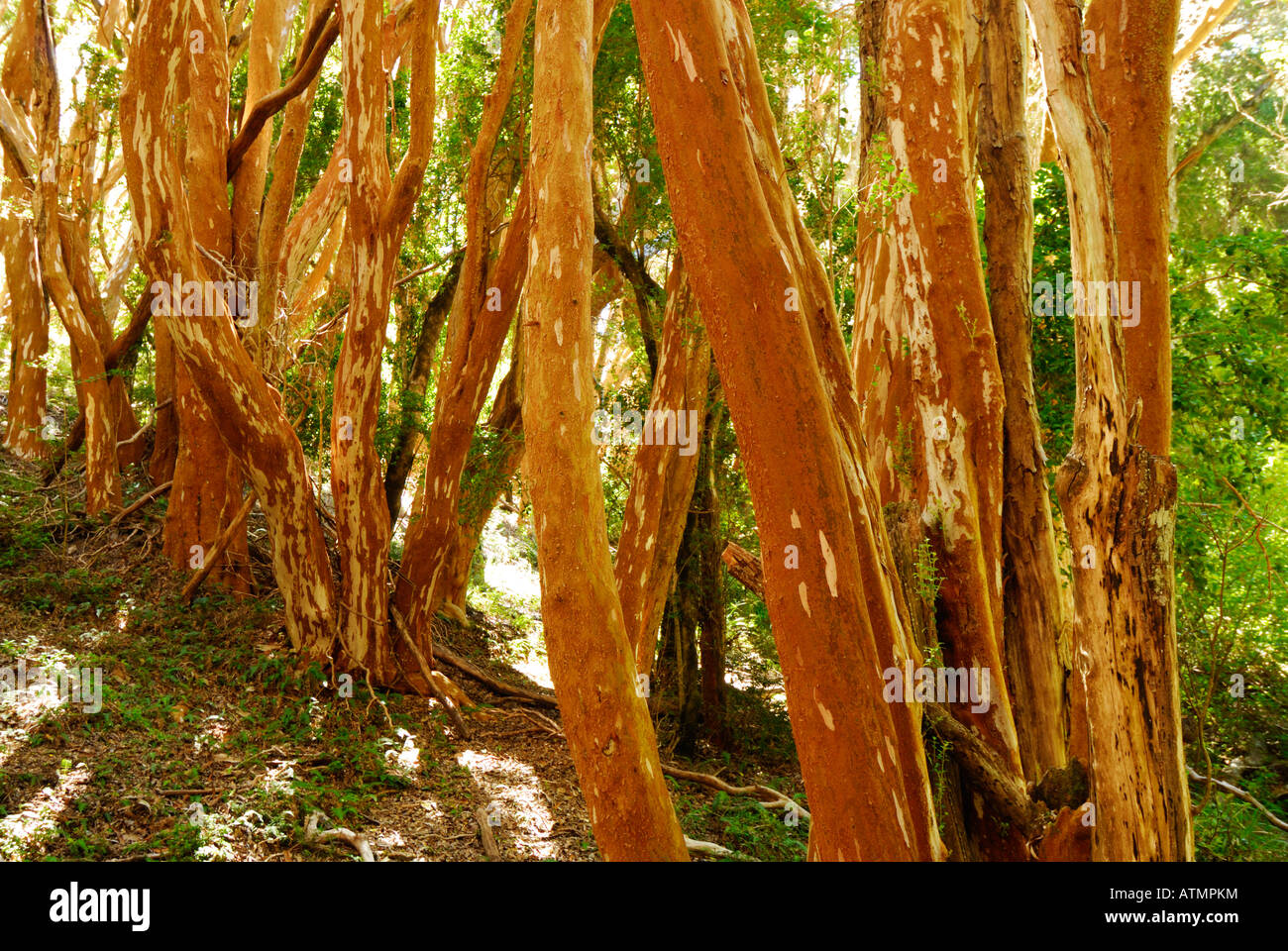 Parque nacional arrayanes hi-res stock photography and images - Alamy