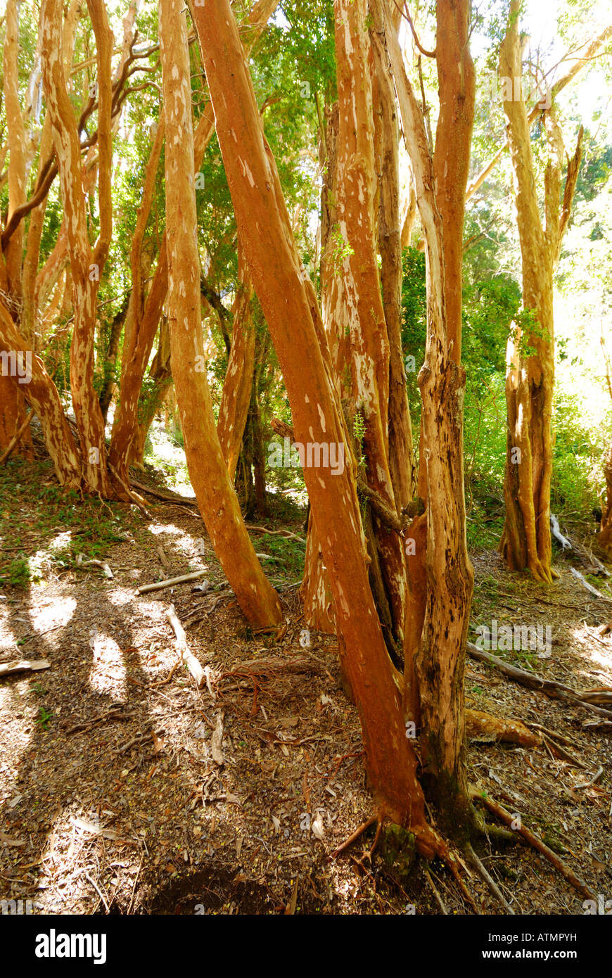 Los Arrayanes National Park, Peninsula de Quetrihue, Neuquen, Argentina ...