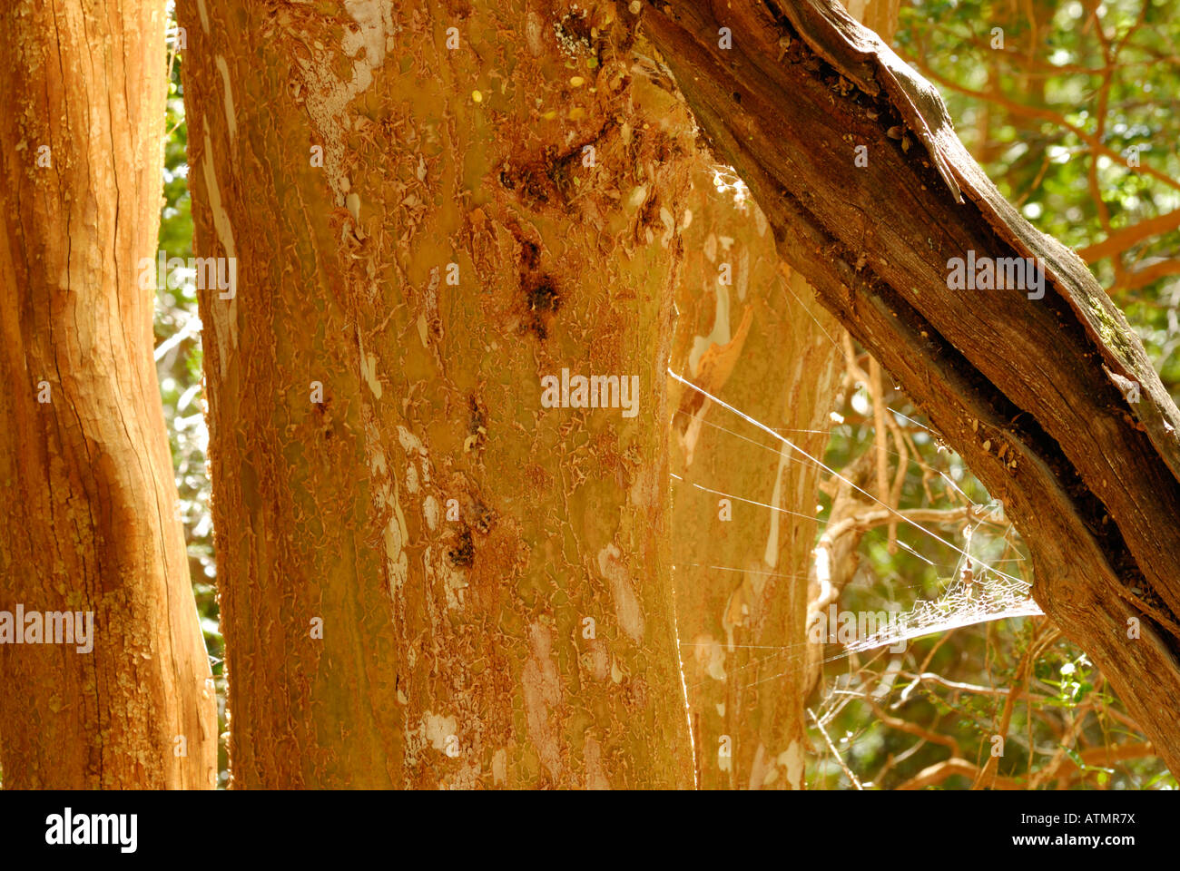 Parque nacional los arrayanes hi-res stock photography and images - Alamy