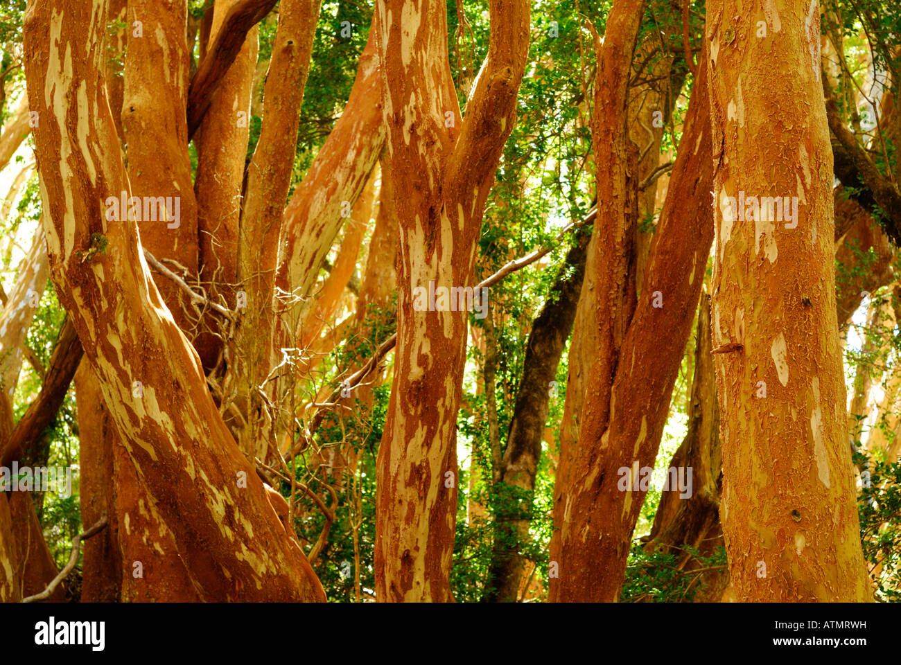 Parque nacional los arrayanes hi-res stock photography and images - Alamy