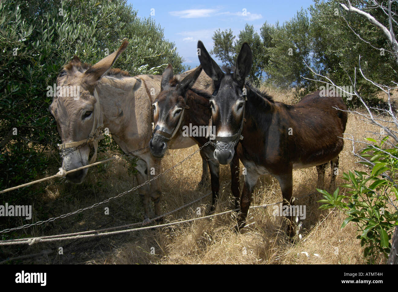 Three donkeys in a field of olive tries greece Stock Photo