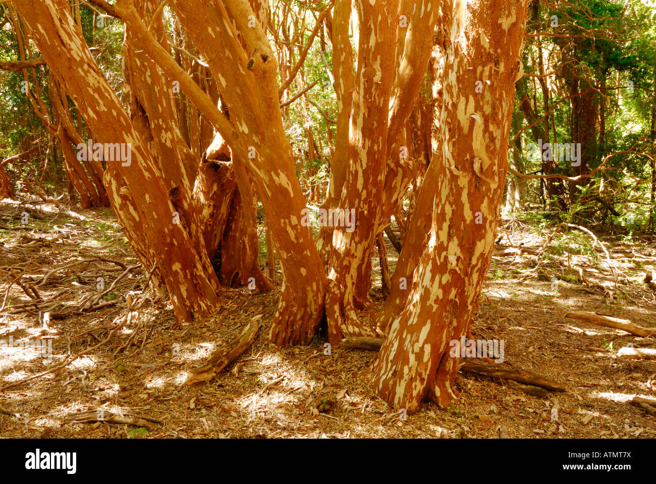 Los Arrayanes National Park, Peninsula de Quetrihue, Neuquen, Argentina ...