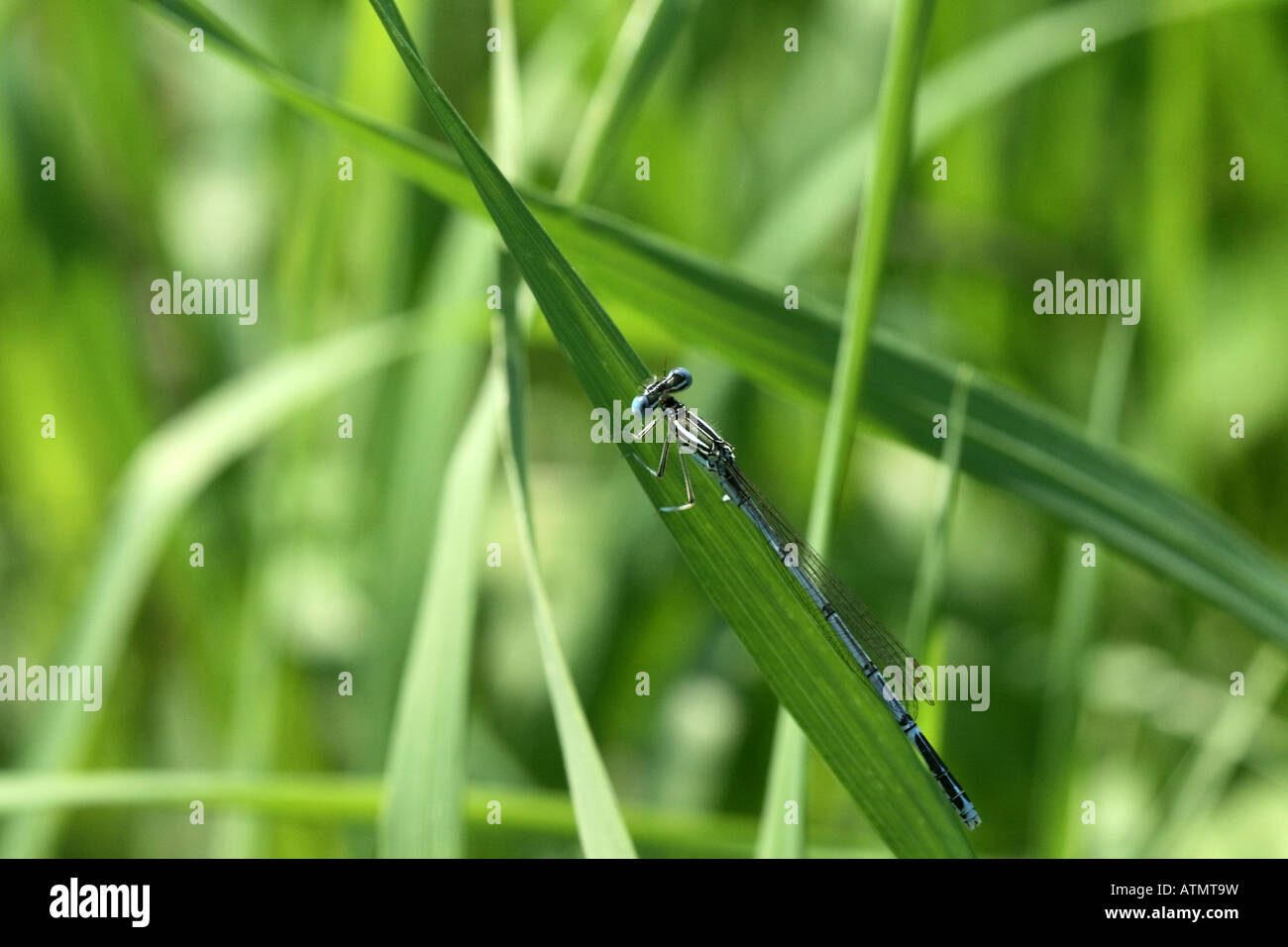 Bluet damselfly dragonflies hi-res stock photography and images - Alamy