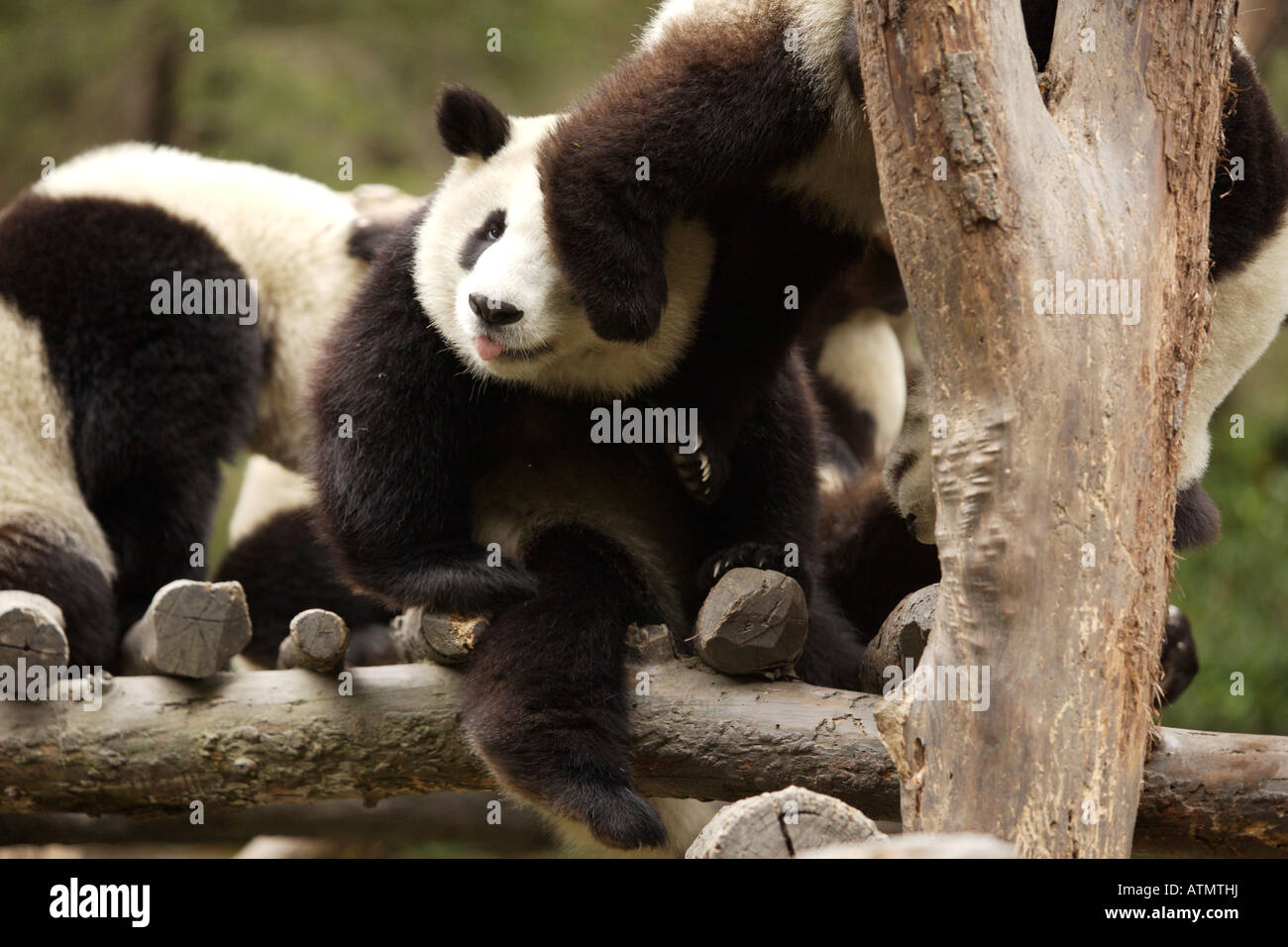 A group of young Giant Pandas in the Wolong Panda Reserve Stock Photo