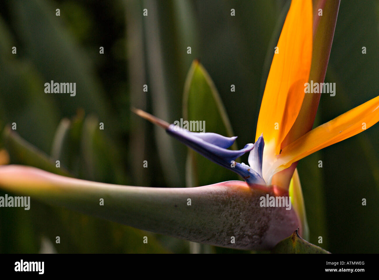 Heliconia flower, Colombia, South America Stock Photo