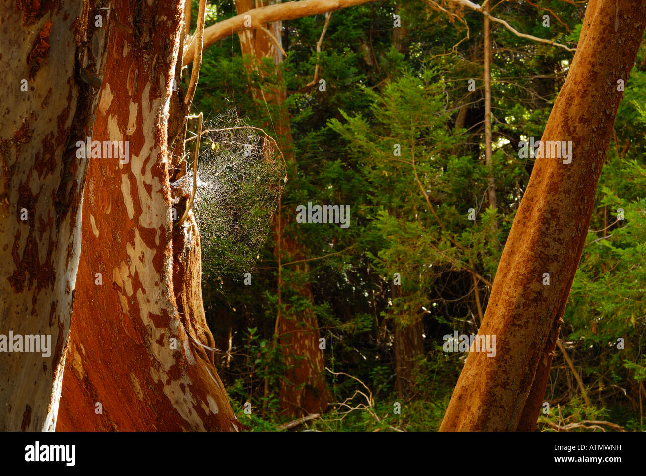 Los Arrayanes National Park, Peninsula de Quetrihue, Neuquen, Argentina ...