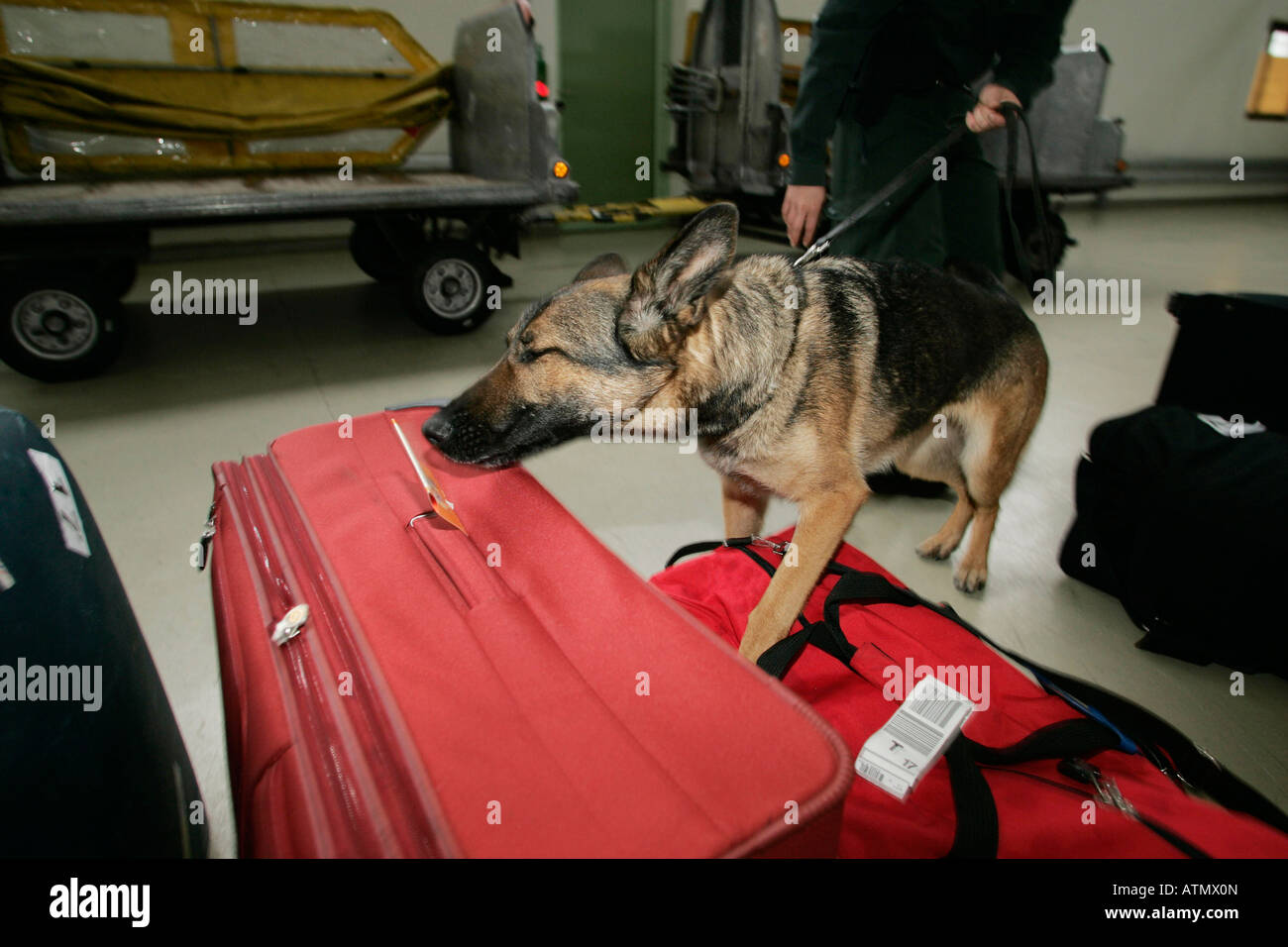 dogs of the customs office Stuttgart Airport Stock Photo