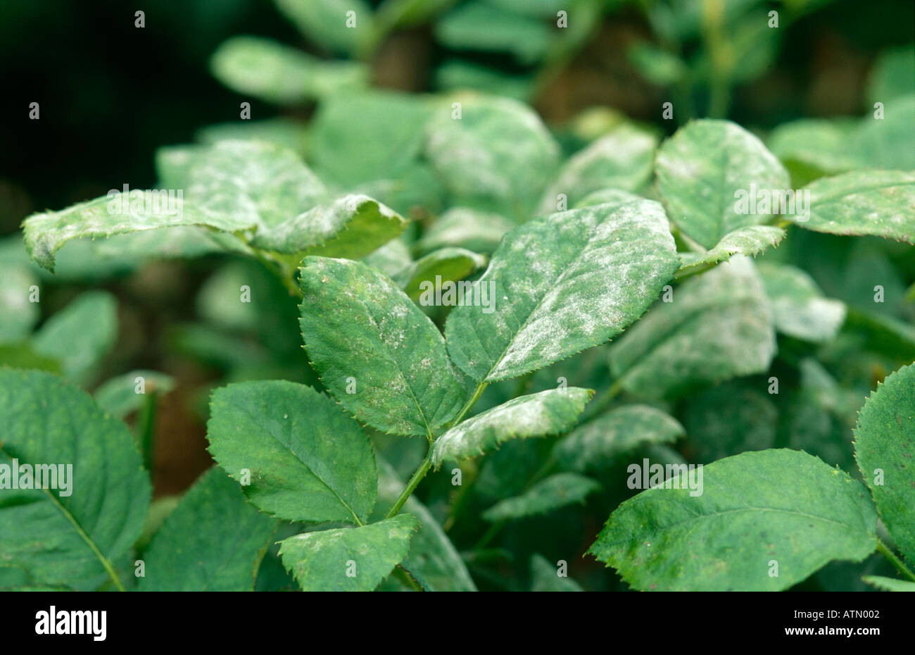 Powdery mildew on rose leaves hires stock photography and images Alamy